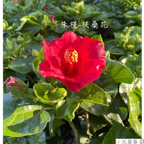 扶桑花se|扶桑（又名佛桑、朱槿、大红花）简介